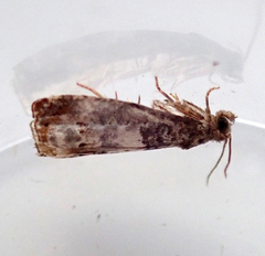 Notocelia trimaculana