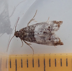 Notocelia trimaculana