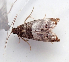 Notocelia trimaculana