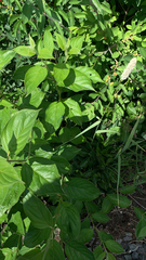 Vincetoxicum rossicum