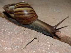Achatinidae