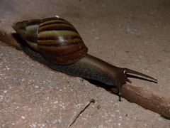 Achatinidae