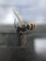 Vespula vulgaris