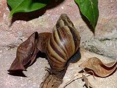 Achatinidae