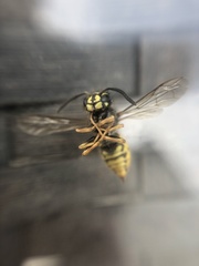 Vespula vulgaris