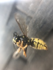 Vespula vulgaris