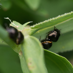 Coptosoma scutellatum