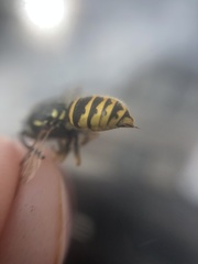 Vespula vulgaris