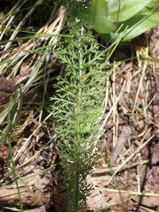 Achillea millefolium borealis