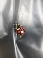 Harmonia axyridis