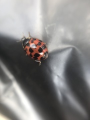 Harmonia axyridis