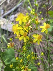 Hypericum lloydii
