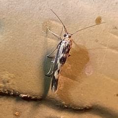 Scythris limbella