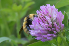 Bombus distinguendus
