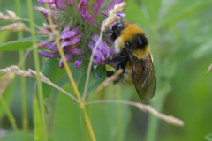 Bombus distinguendus