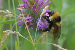 Bombus distinguendus