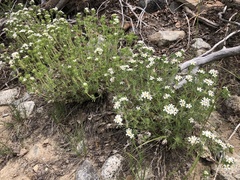 Leptosiphon nuttallii