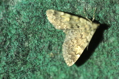 Idia calvaria