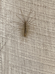Scutigera coleoptrata