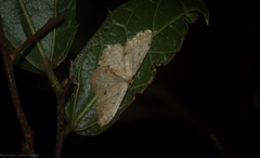Idaea pilosata