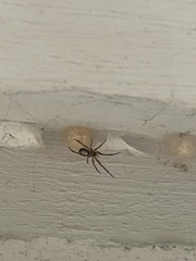 Steatoda nobilis