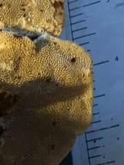 Trametes gibbosa image