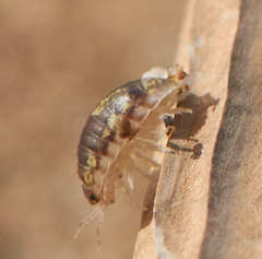 Alloniscus perconvexus