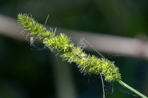 Carex vulpinoidea iNat (1)