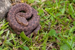 Vipera kaznakovi