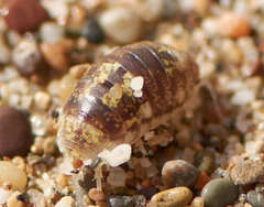 Alloniscus perconvexus