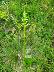 Platanthera chlorantha