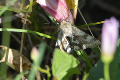 Heliothis adaucta