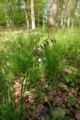 Melica picta