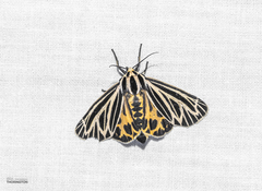 Apantesis virguncula