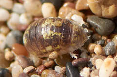Alloniscus perconvexus