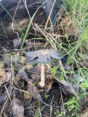 Coprinopsis stangliana