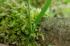 Melica picta