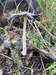 Coprinopsis stangliana