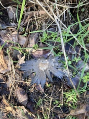 Coprinopsis stangliana