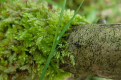 Melica picta