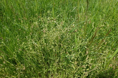Cerastium tenoreanum