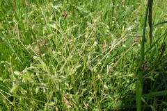 Cerastium tenoreanum