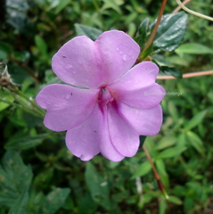 Impatiens platypetala