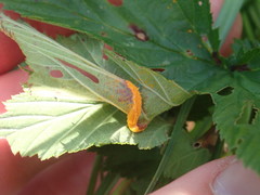 Triphragmium ulmariae