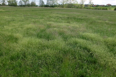 Cerastium tenoreanum