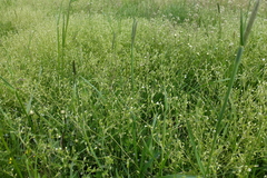 Cerastium tenoreanum