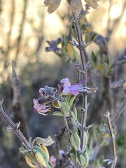 Ocimum burchellianum