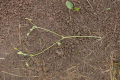 Cerastium tenoreanum