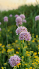 Allium lineare