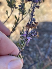 Ocimum burchellianum
